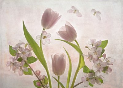 Mjukt rosa tulpanblommor av Catherine Wang