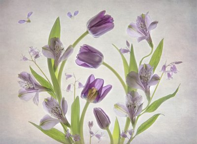 Mjuka lila blommor av Catherine Wang