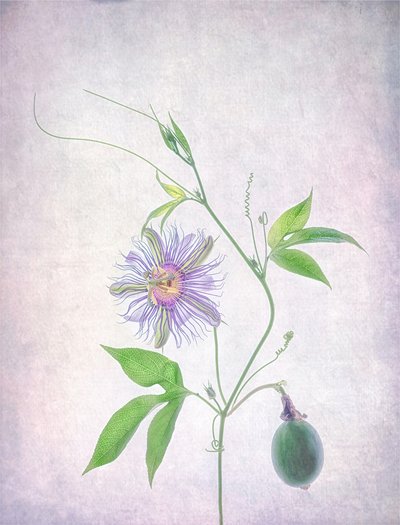 Livfull passionsblomma av Catherine Wang