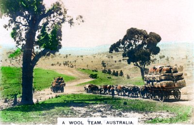 Ett ulllag, Australien, c1920-talet. av Cavenders Ltd