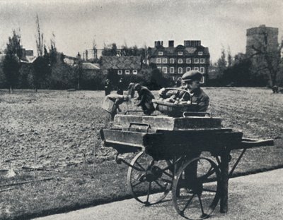 Potatis i Kew Gardens, 1941 av Cecil Beaton