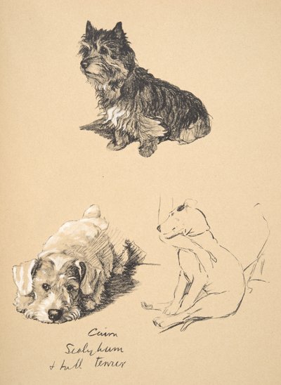 Cairn, Sealyham och Bull Terrier, 1930, Illustrationer från hans skissbok som används för Just Among Friends, Aldin, Cecil Charles Windsor (1870-1935), senare publicerad av Eyre och Spottiswoode Limited, 1934 av Cecil Charles Windsor Aldin