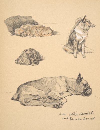 Peke, Collie, Spaniel och tysk boxare, 1930, Illustrationer från hans skissbok för "Just Among Friends", Aldin, Cecil Charles Windsor (1870-1935), Utgiven av Eyre och Spottiswoode Limited, 1934, C av Cecil Charles Windsor Aldin