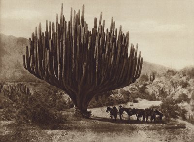 Mexiko: Candelero-formad kaktus, Oaxaca (s/v foto) av Cecile Seler Sachs