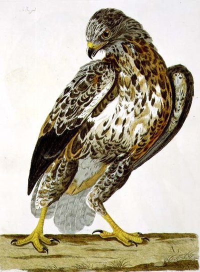 The Buzzard (Buteo buteo) tallrik från 