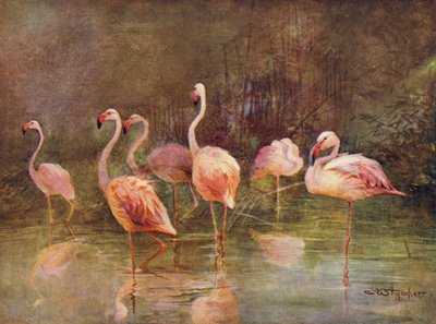 Flamingos (färg litho) av Charles (after) Whymper