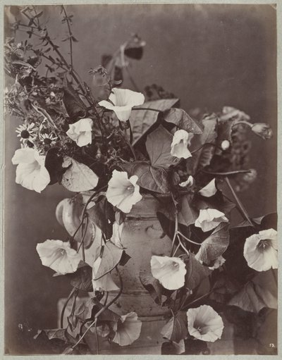 Blomstudie med Kölnkruka av Charles Aubry (manner of)