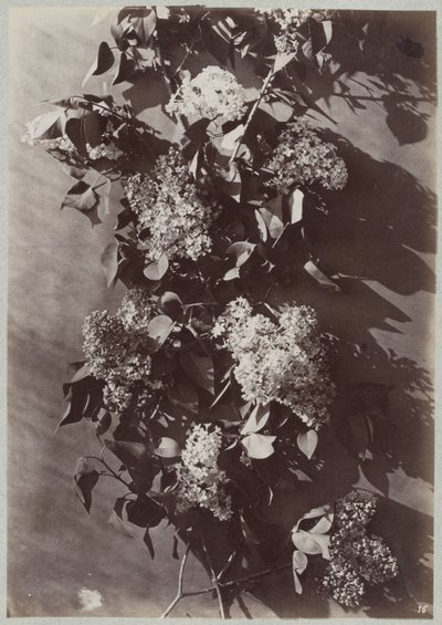 Blomstudie med grenar av Charles Aubry (manner of)