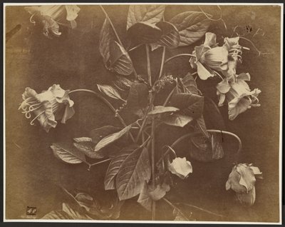 [Blommande vinstock] av Charles Aubry