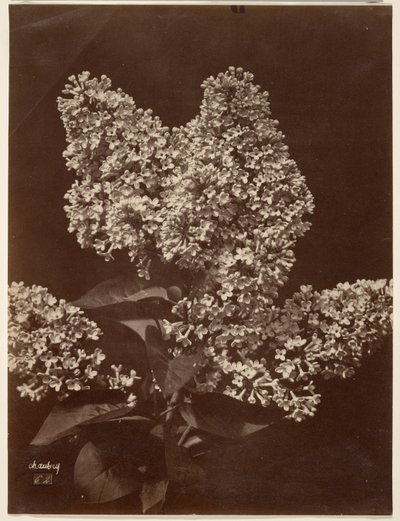 [Lilacs] av Charles Aubry