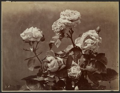 [Rosor] av Charles Aubry