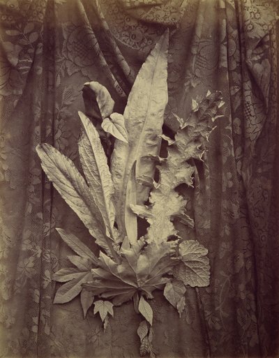 [Studie av löv på en bakgrund av blomspets], 1864. av Charles Aubry