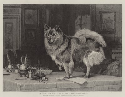 Marco på HM Drottningens frukostbord av Charles Burton
