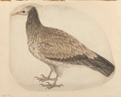 swedish av Charles Collins