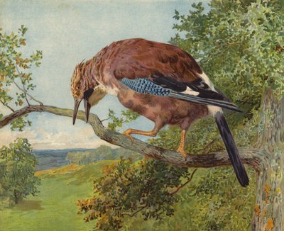 Eurasian Jay (chromolitho) av Charles Collins