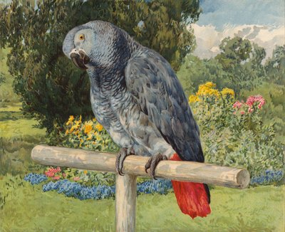 Grå papegoja (chromolitho) av Charles Collins