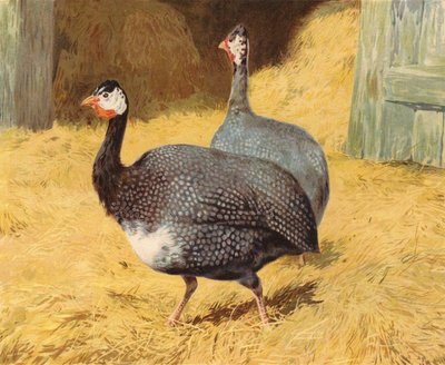 Pärlhöns (chromolitho) av Charles Collins