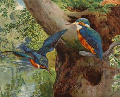 Kungsfiskare (chromolitho) av Charles Collins