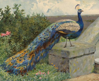 Påfågel (chromolitho) av Charles Collins