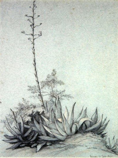 Blommande Yucca av Charles Damour