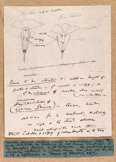 Autografskiss av primulas dimorfa blommor, 1861 av Charles Darwin