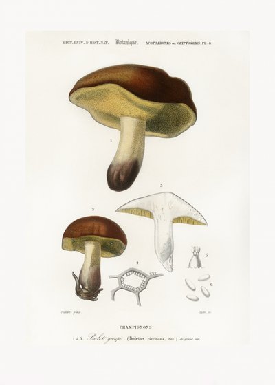 Mushroom (boletus Circinans) av Charles Dessalines D