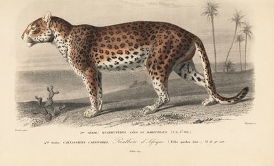 Leopard, från "Dictionnaire Universel d