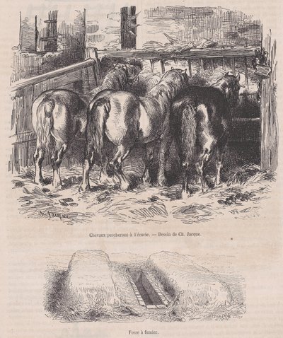 Percheron-hästar i stallet, Gödselgrop, från Magasin Pittoresque, ca. 1852., ca. 1852. av Charles Emile Jacque