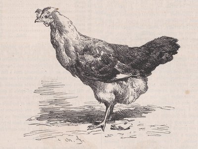 Vanlig fransk höna, dålig lager., från Magasin Pittoresque, ca. 1852. av Charles Emile Jacque