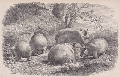 The Wombat, från Le Magasin Pittoresque, ca. 1852. av Charles Emile Jacque