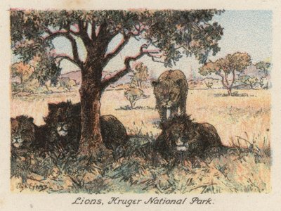 Sydafrika: Lejon, Kruger nationalpark (färglitografi) av Charles Ernest Peers