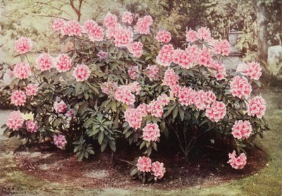 Rhododendron Pink Pearl, på "The Heights", Witley, fru Farnhams bostad (färgfoto) av Charles Essenhigh Corke