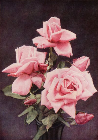 Rose Lady Ashtown (färgfoto) av Charles Essenhigh Corke