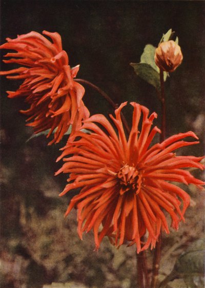 Cactus Dahlia "Brisbane" (färgfoto) av Charles Essenhigh Corke