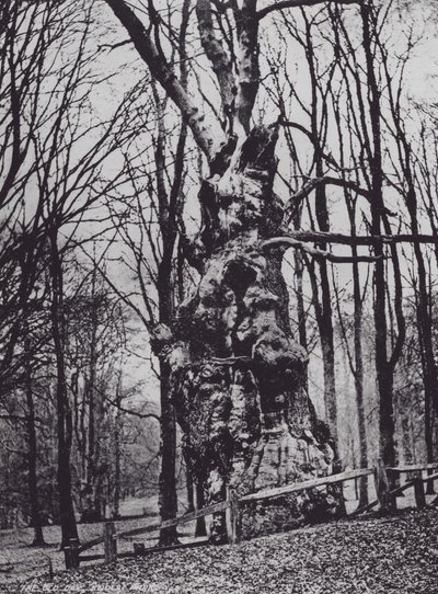The Old Oak, Knole Park (s/v foto) av Charles Essenhigh Corke
