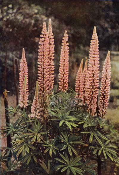 Den rosafärgade lupinen (färgfoto) av Charles Essenhigh Corke