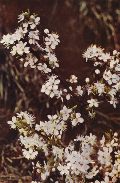 Vilda blommor: Svarttorn (färgfoto) av Charles Essenhigh Corke