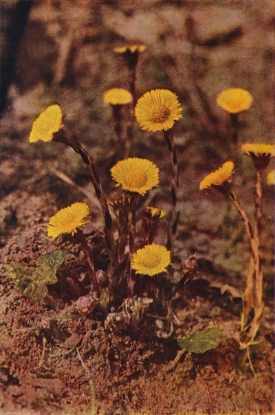 Vilda blommor: Hestfot (färgfoto) av Charles Essenhigh Corke