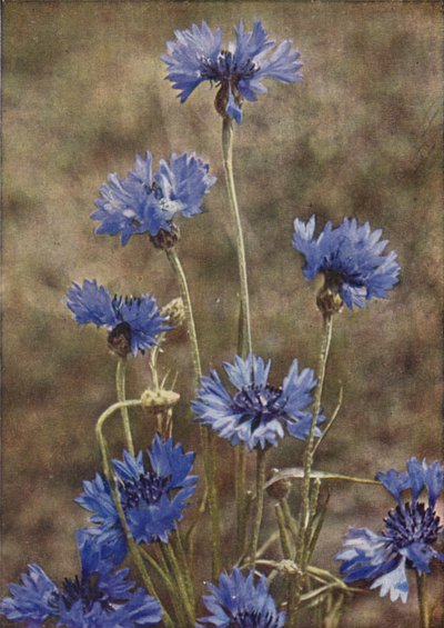 Vilda blommor: Blåklint (färgfoto) av Charles Essenhigh Corke