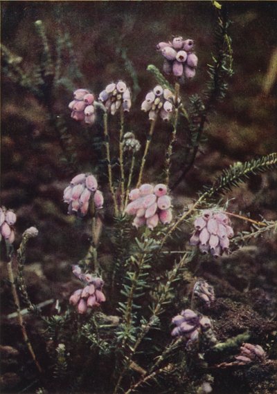 Vilda blommor: Cross-Leaved Heath (färgfoto) av Charles Essenhigh Corke