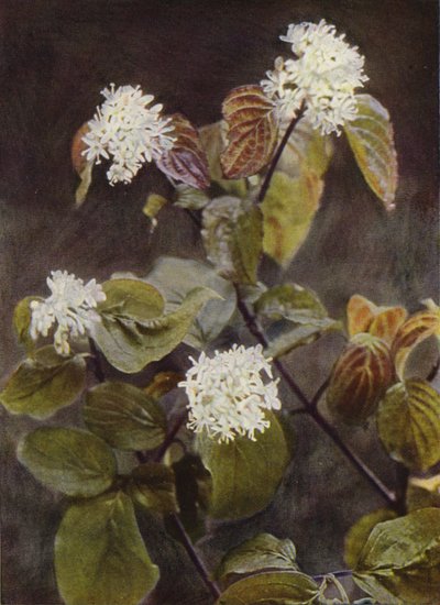 Vilda blommor: Kornell (färgfoto) av Charles Essenhigh Corke