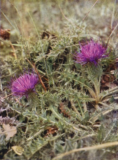 Vilda blommor: Dvärgtistel (färgfoto) av Charles Essenhigh Corke
