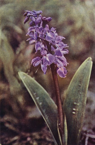Vilda blommor: Early Purple Orchid (färgfoto) av Charles Essenhigh Corke
