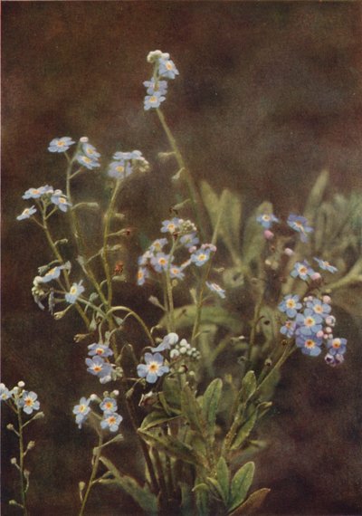 Vilda blommor: Forget-Me-Not (färgfoto) av Charles Essenhigh Corke