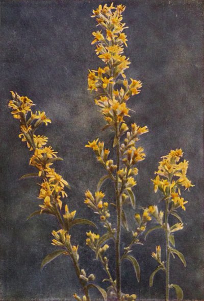 Vilda blommor: Golden Rod (färgfoto) av Charles Essenhigh Corke