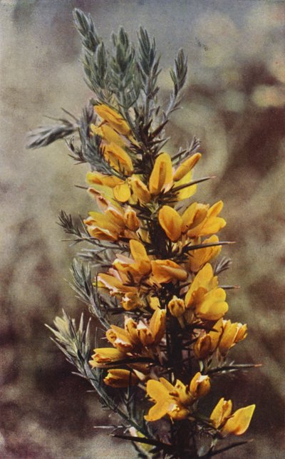 Vilda blommor: Gorse (färgfoto) av Charles Essenhigh Corke