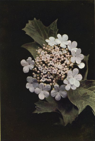 Vilda blommor: Guelder Rose (färgfoto) av Charles Essenhigh Corke