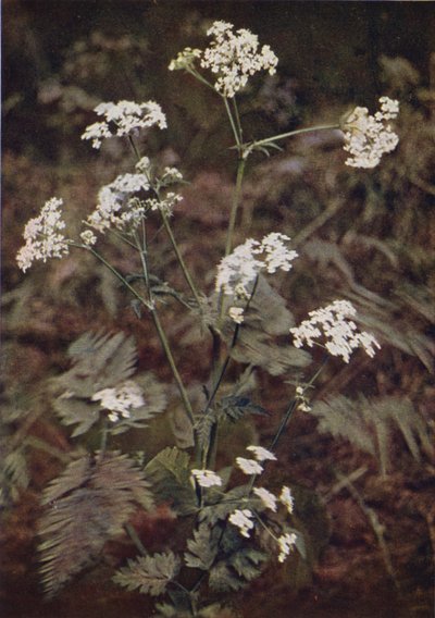 Vilda blommor: Hedge Persilja (färgfoto) av Charles Essenhigh Corke