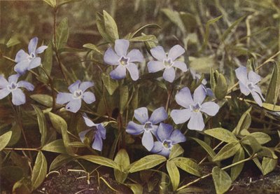 Vilda blommor: Lesser Periwinkle (färgfoto) av Charles Essenhigh Corke