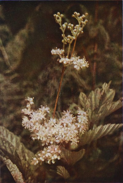 Vilda blommor: Meadow-Sweet (färgfoto) av Charles Essenhigh Corke